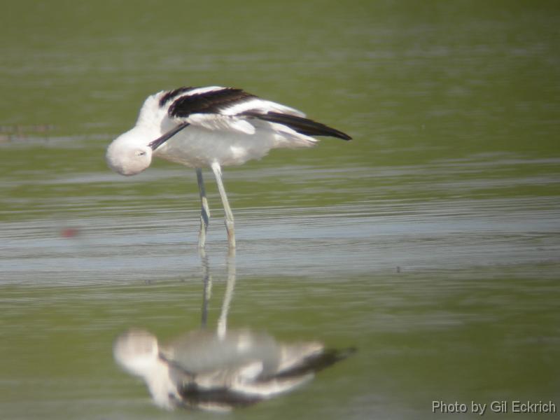 AmericanAvocet winter 